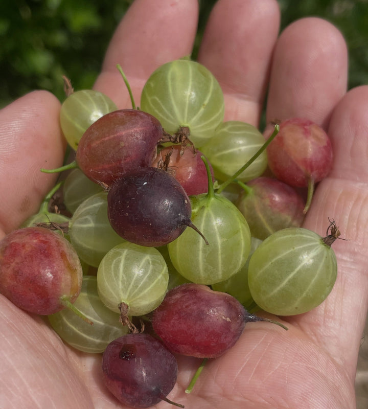 purple gooseberry, image 1 of 7