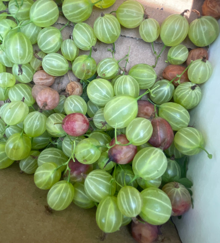 purple gooseberry, image 2 of 7