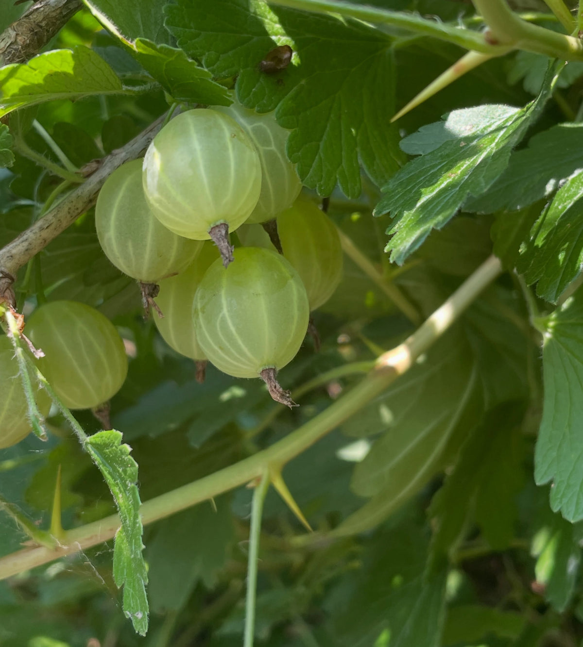 purple gooseberry, image 4 of 7