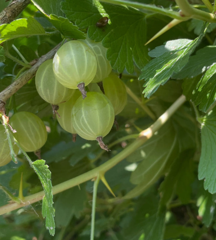 purple gooseberry, image 4 of 7