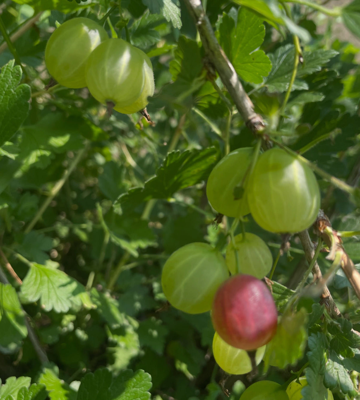 purple gooseberry, image 5 of 7
