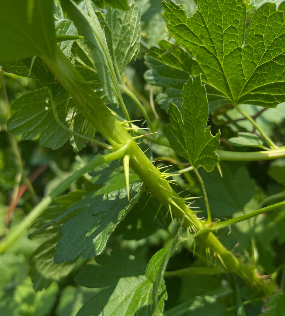 purple gooseberry, image 6 of 7