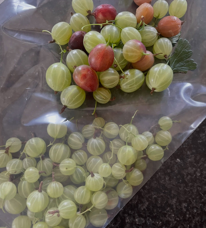 purple gooseberry, image 7 of 7