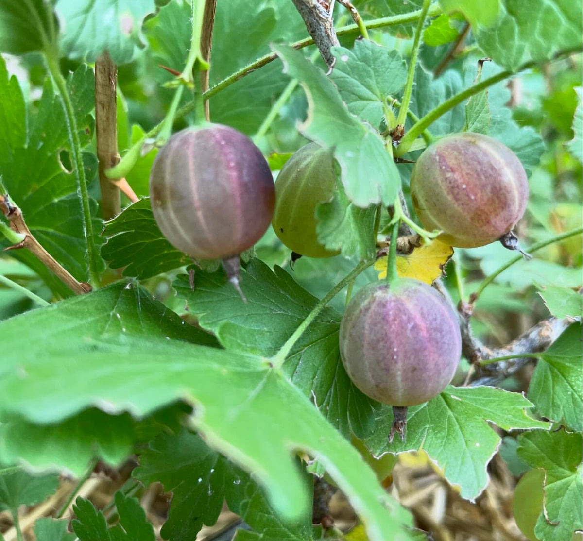purple gooseberry fruiting in it’s second year, image 1 of 2