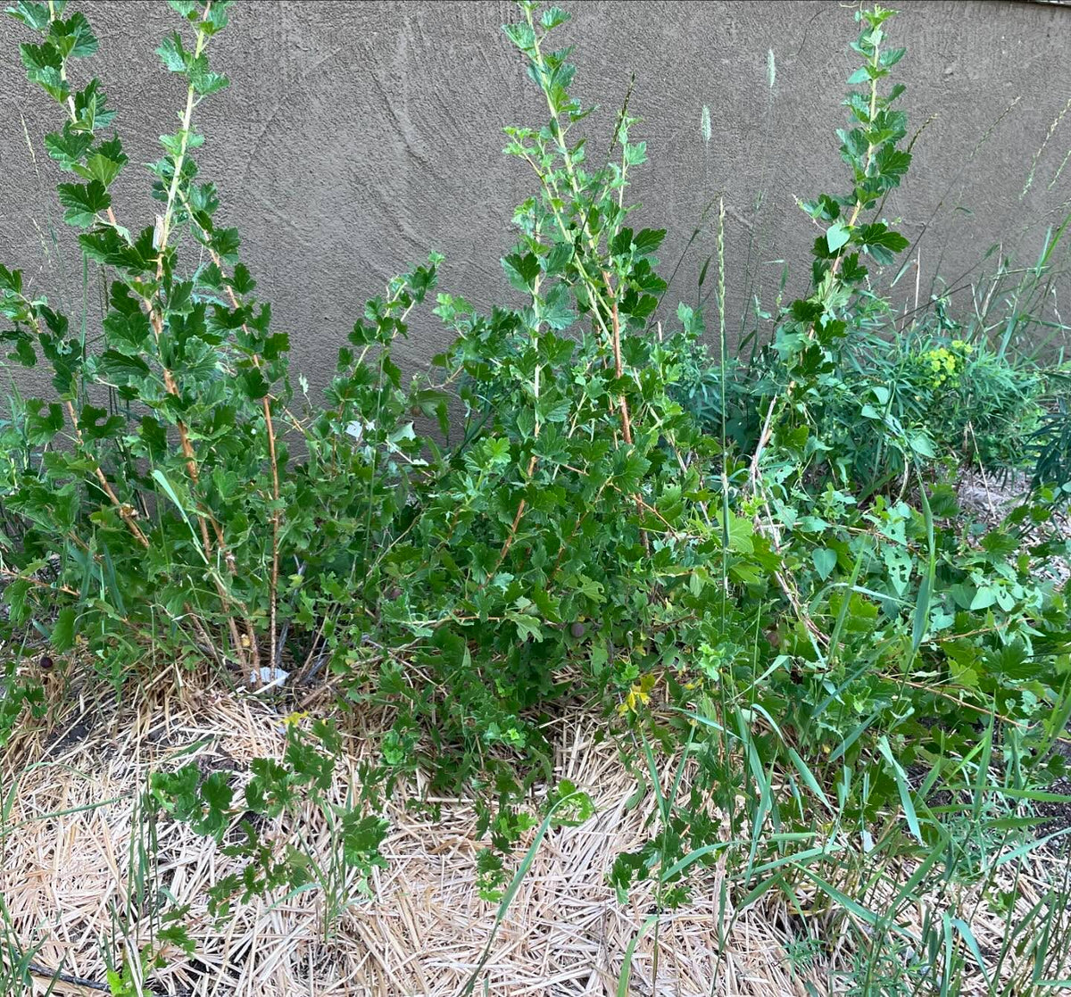 purple gooseberry fruiting in it’s second year, image 2 of 2