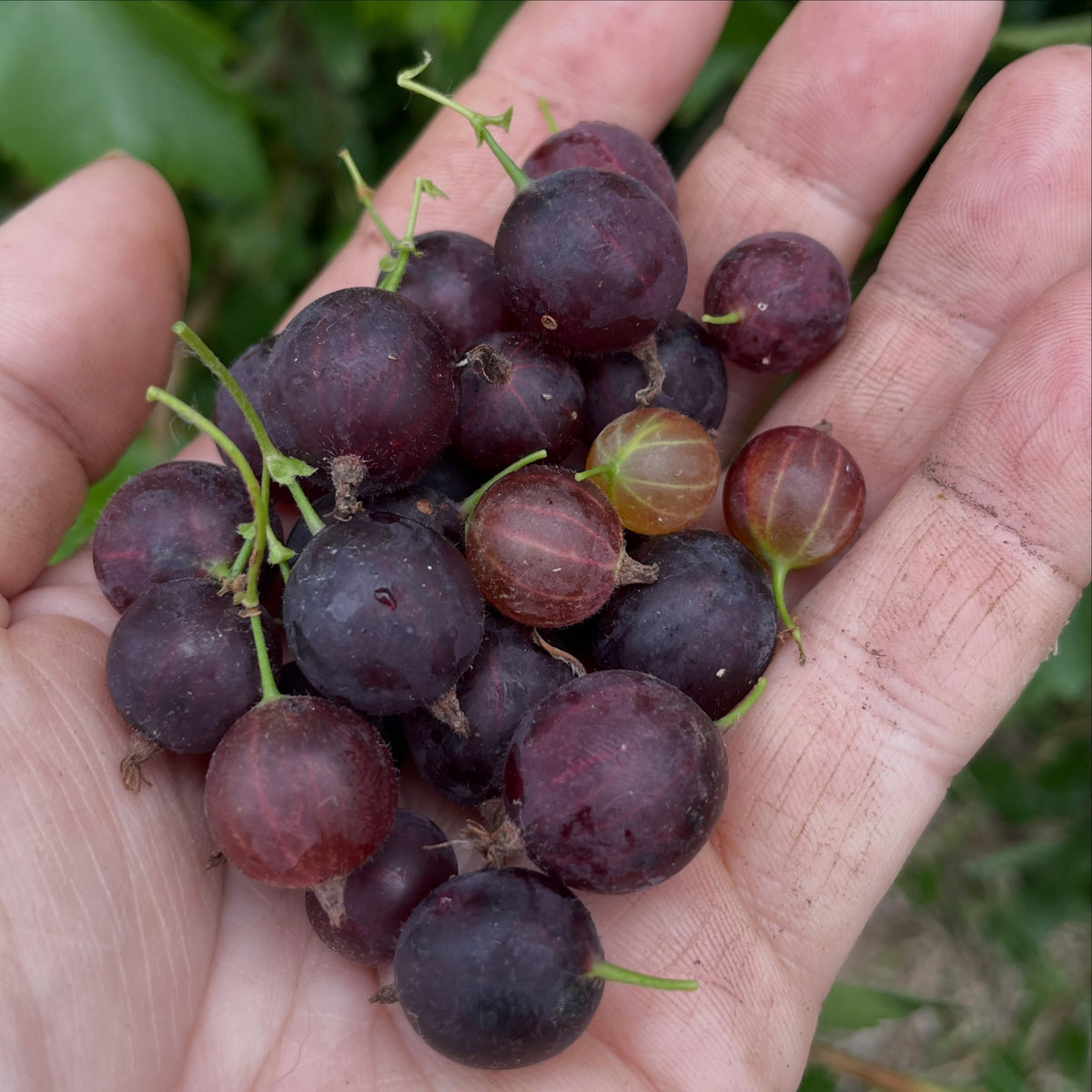 Purple gooseberry fully ripe at the end of August, photograph 1 of 4