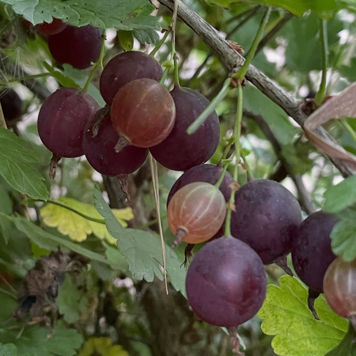 Purple gooseberry fully ripe at the end of August, photograph 2 of 4