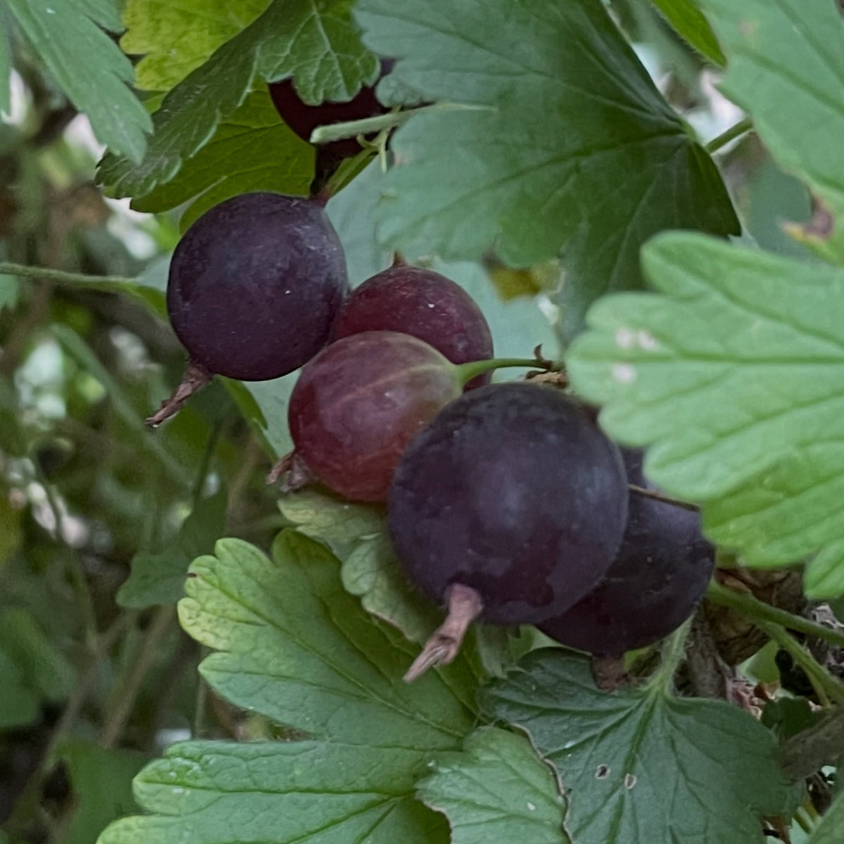 Purple gooseberry fully ripe at the end of August, photograph 3 of 4