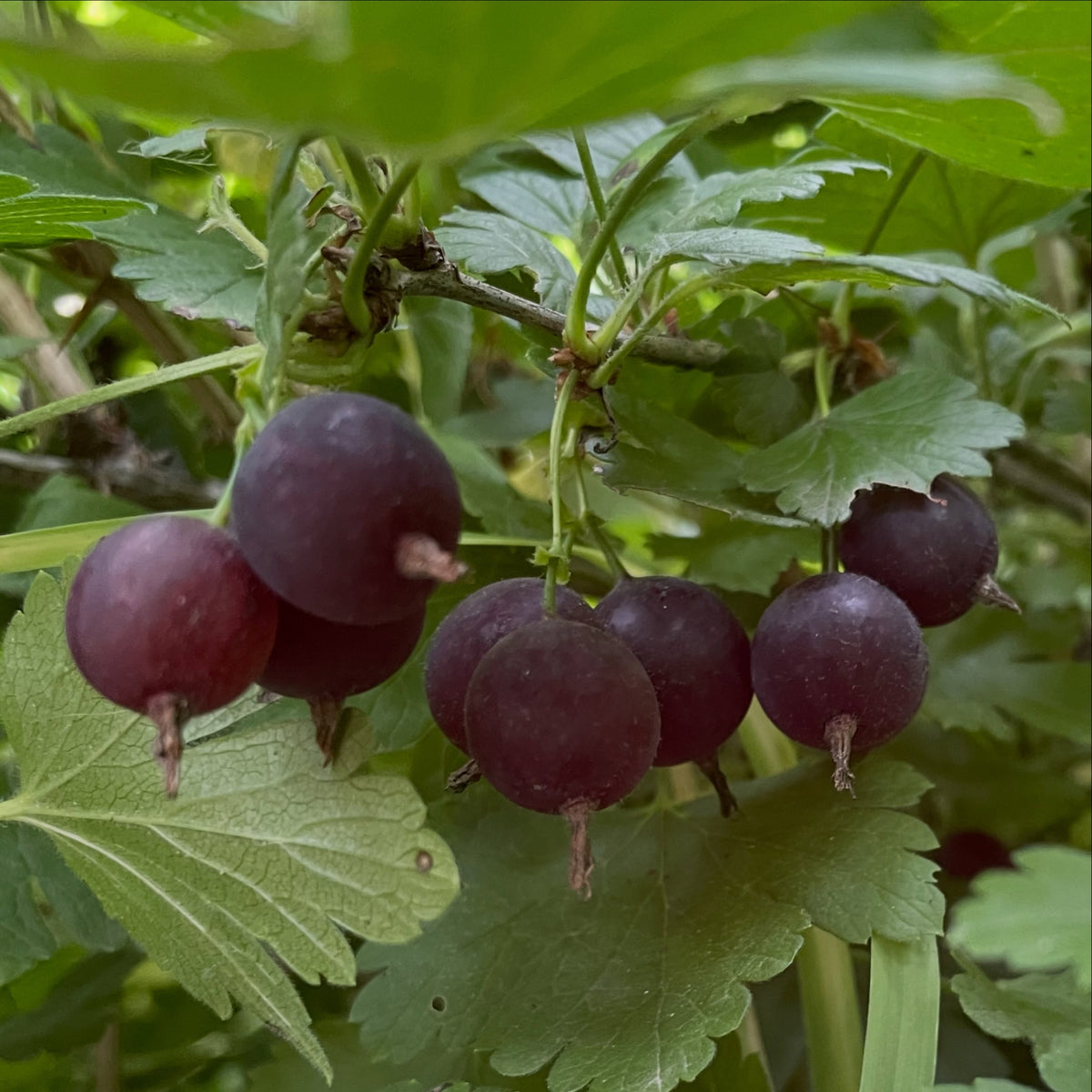 Purple gooseberry fully ripe at the end of August, photograph 4 of 4