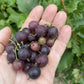Ripe purple gooseberries held after harvest at Oak Summit Nursery [oak-product-media:purple-gooseberry-20260830:IMG_2299]