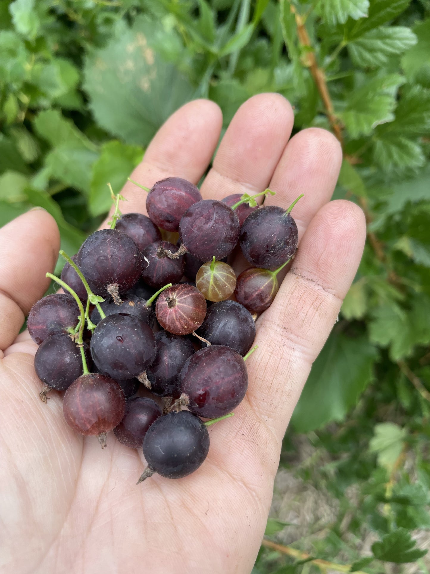 Ripe purple gooseberries held after harvest at Oak Summit Nursery [oak-product-media:purple-gooseberry-20260830:IMG_2299]