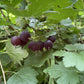 Ripe purple gooseberries on the plant at Oak Summit Nursery [oak-product-media:purple-gooseberry-20260830:IMG_2290]
