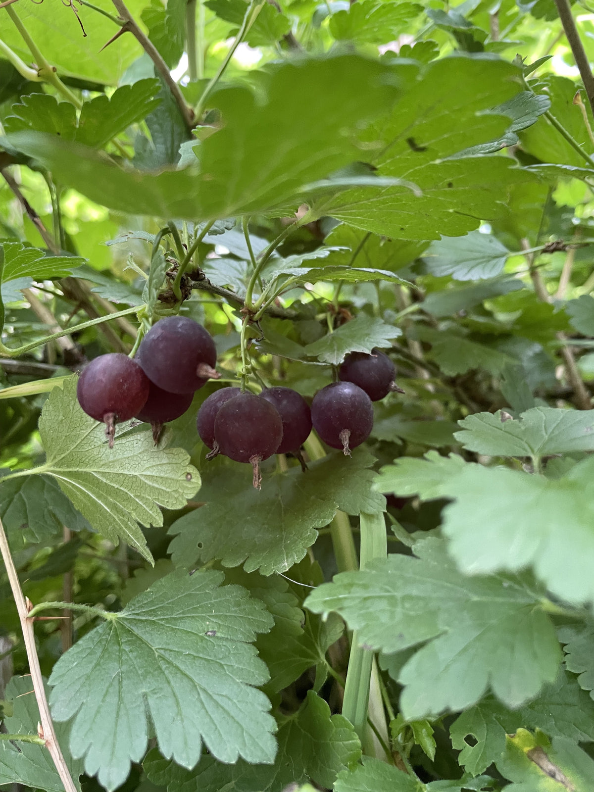 Ripe purple gooseberries on the plant at Oak Summit Nursery [oak-product-media:purple-gooseberry-20260830:IMG_2290]
