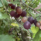 Purple gooseberries ripening on the plant at Oak Summit Nursery [oak-product-media:purple-gooseberry-20260830:IMG_2296]