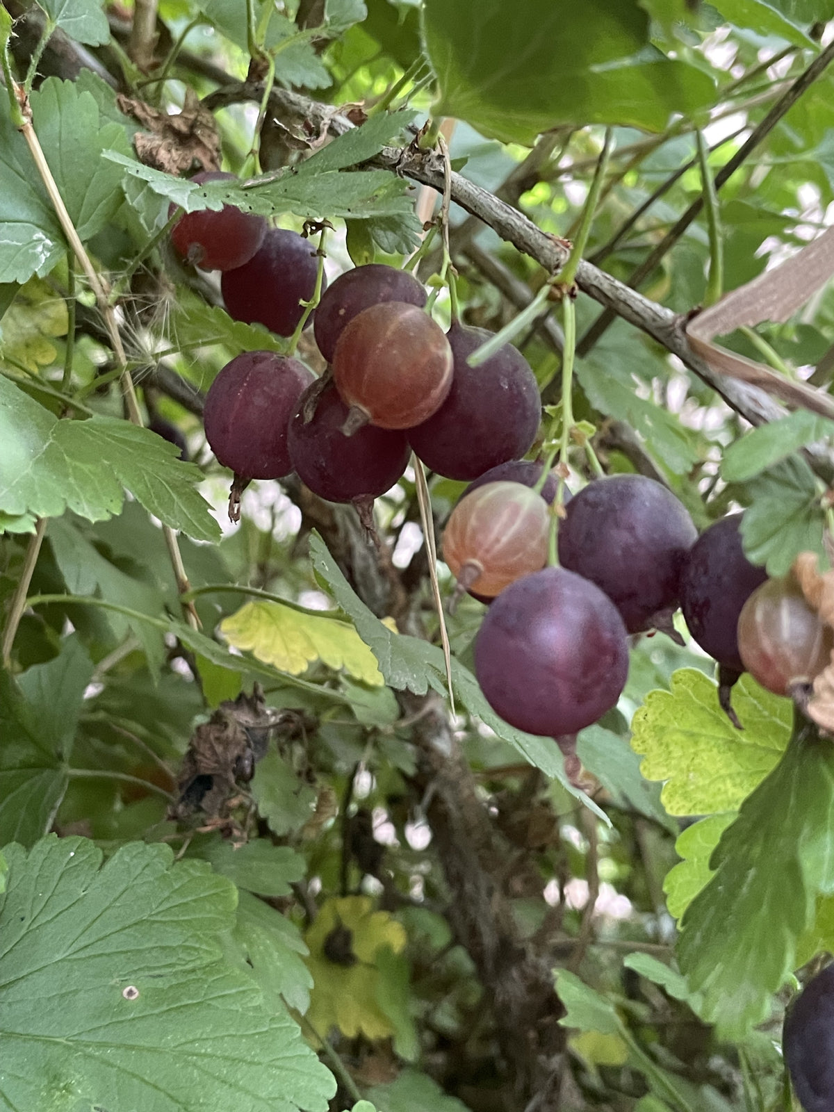 Purple gooseberries ripening on the plant at Oak Summit Nursery [oak-product-media:purple-gooseberry-20260830:IMG_2296]