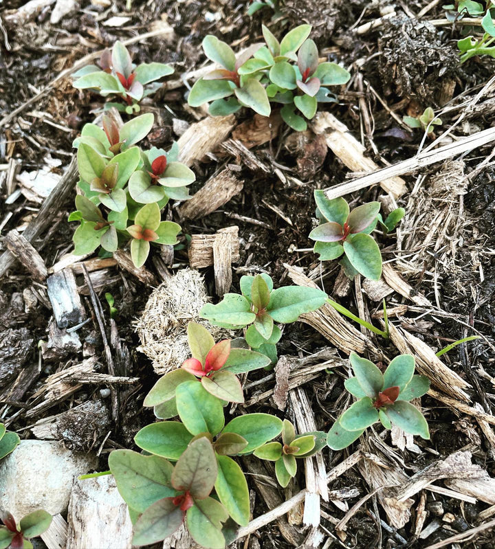 purple lilacs from seed, common purple lilac
