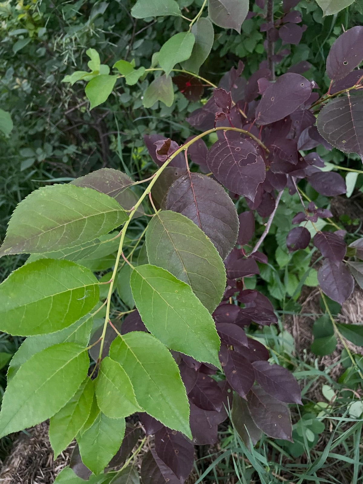 purple/red leafed chokecherry, fun to graft these around and see the color change in june, image 1 of 3