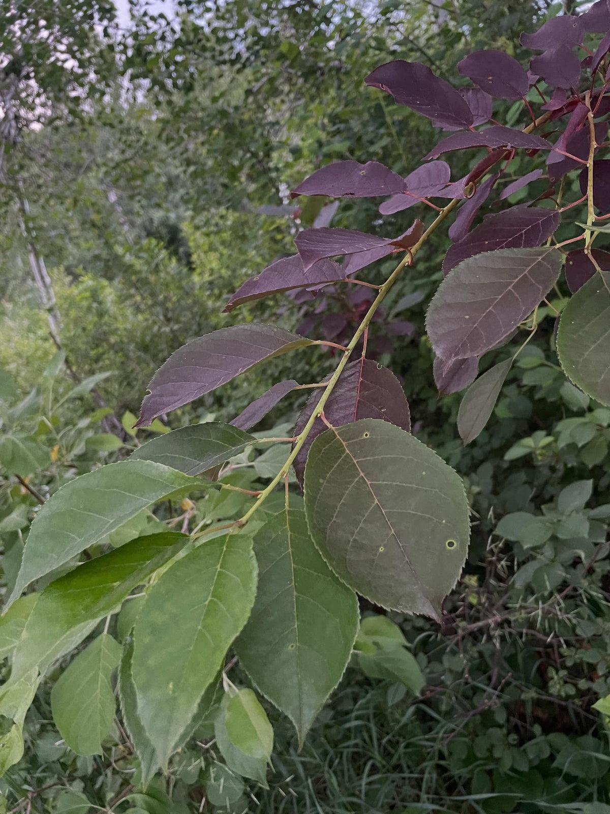 purple/red leafed chokecherry, fun to graft these around and see the color change in june, image 2 of 3