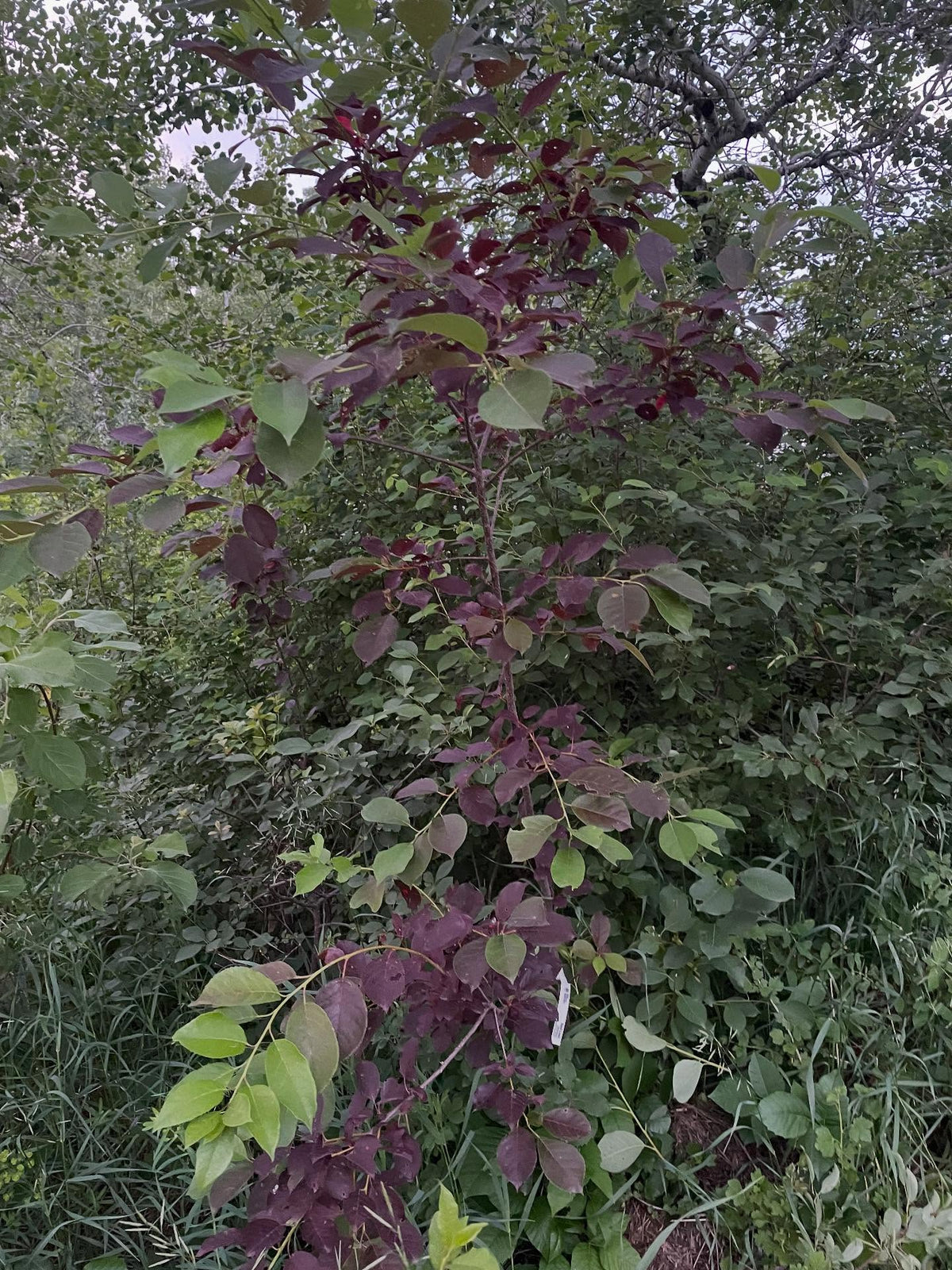 purple/red leafed chokecherry, fun to graft these around and see the color change in june, image 3 of 3