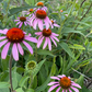 Echinacea Seeds (Echinacea purpurea, Purple Coneflower) - Perennial Flower - Medicinal Plant - Zone 3 - 40+ Seeds