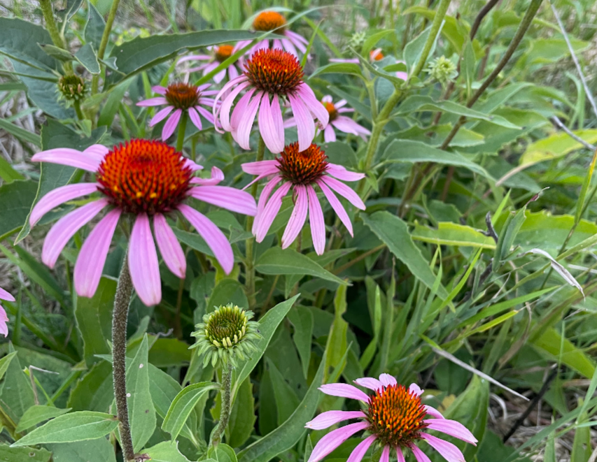 Echinacea Seeds (Echinacea purpurea, Purple Coneflower) - Perennial Flower - Medicinal Plant - Zone 3 - 40+ Seeds