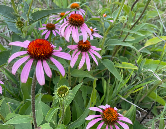 Echinacea Seeds (Echinacea purpurea, Purple Coneflower) - Perennial Flower - Medicinal Plant - Zone 3 - 40+ Seeds