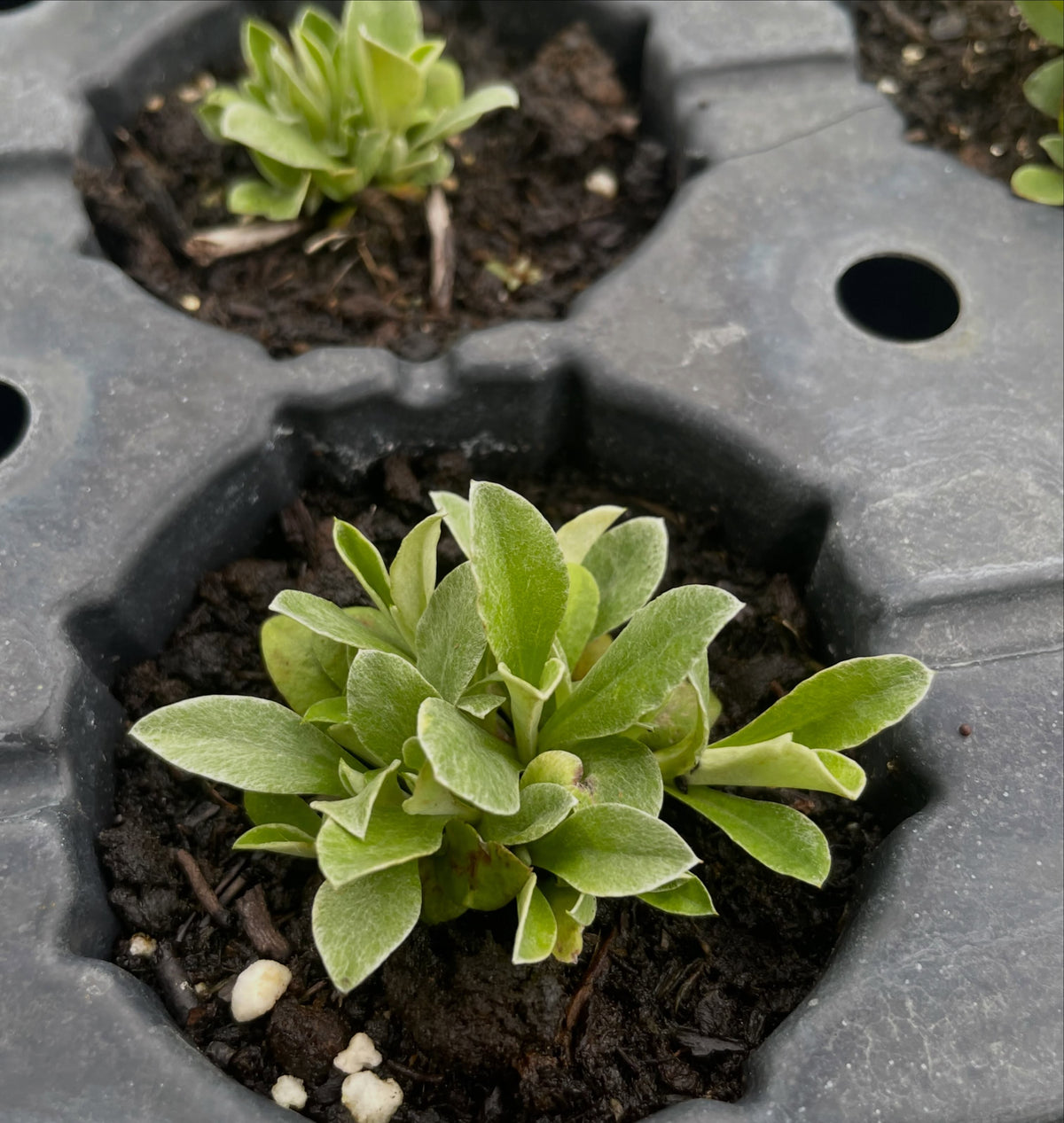 pussytoes, a small native wildflower just a few inches tall that has a spreading clumping growth habit, image 2 of 3