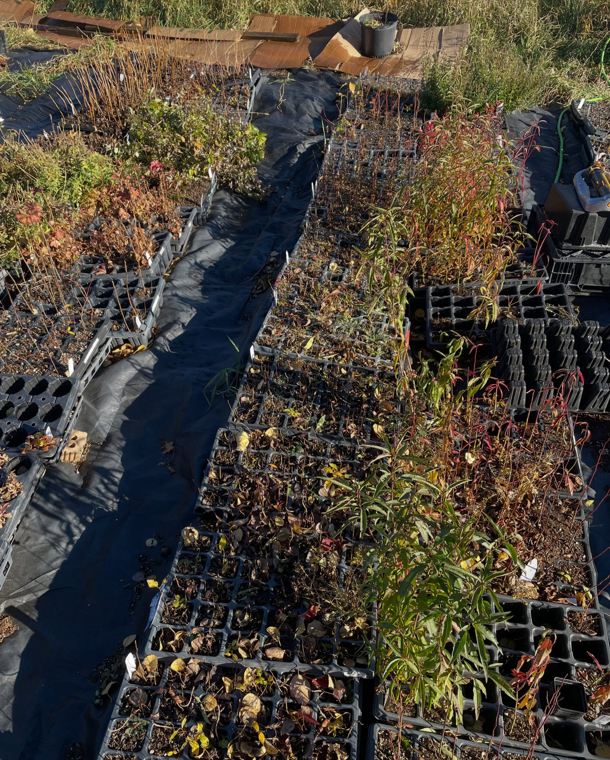Rows of black plant trays on black ground fabric: bare woody stems, some with red and yellow autumn leaves, and cardboard and long grass behind.