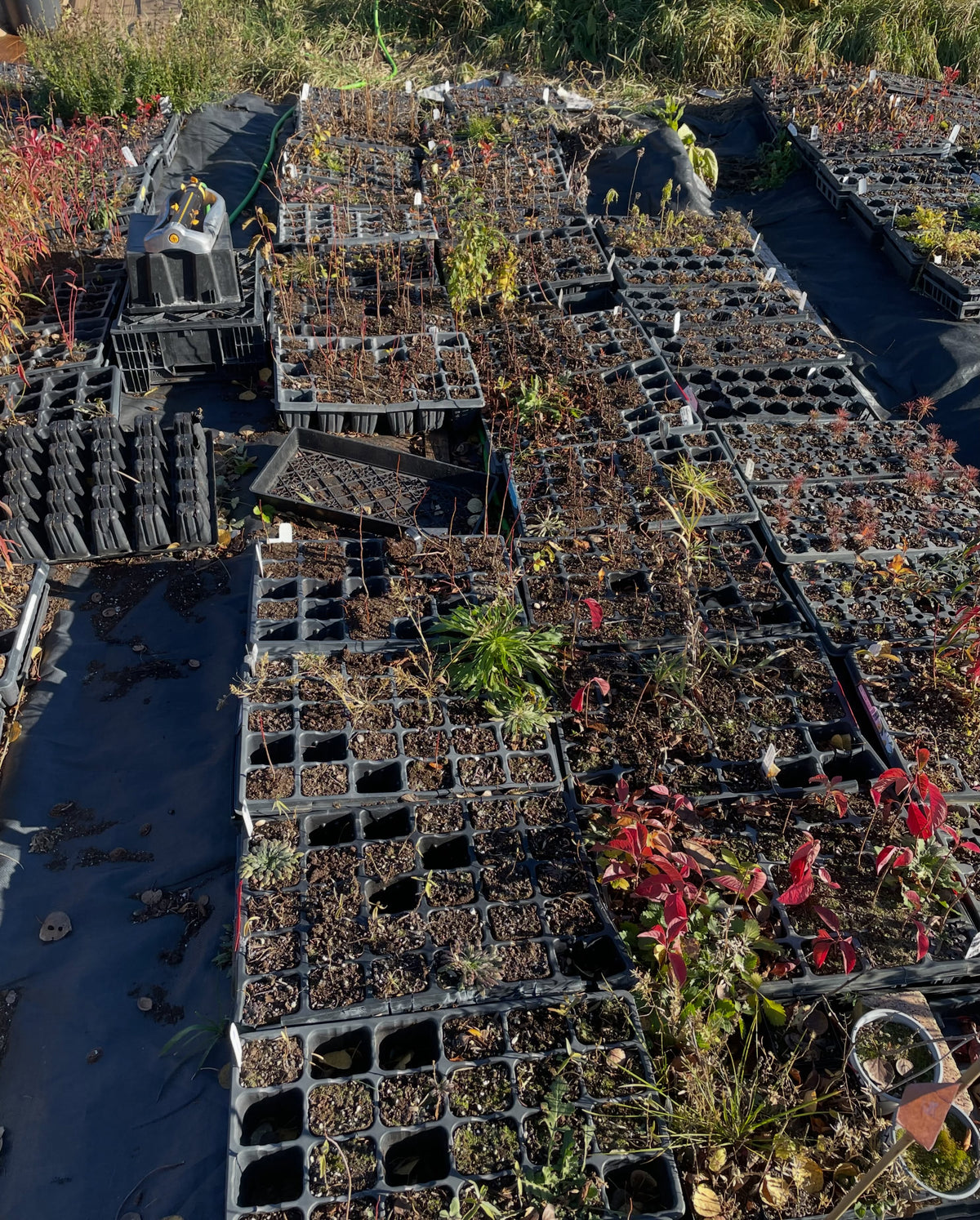 Black plant trays on ground fabric, some with small plants and many empty cells, with stacked empty trays and a sprinkler on a crate at the left.