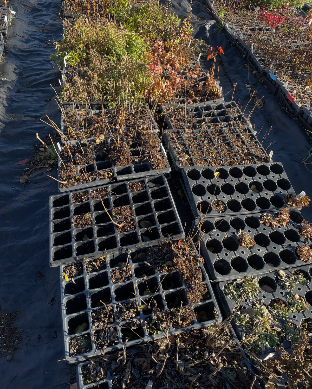 Black plant trays seen from above: bare woody stems and a few autumn leaves in some cells, other cells empty.
