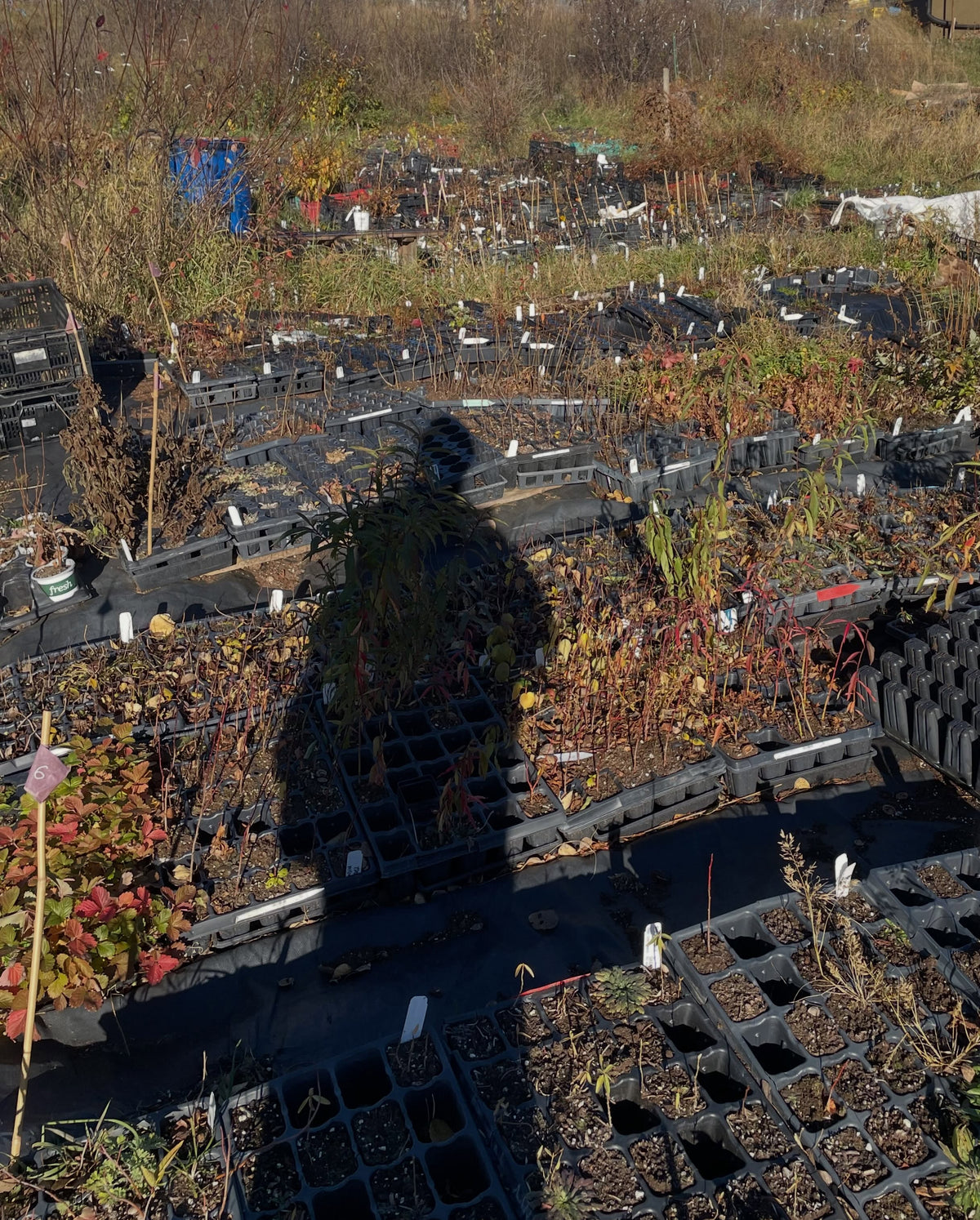 Wide view of the nursery in autumn: rows of black trays with small plants and labels on ground fabric, a blue barrel and tall dry grass behind.