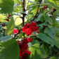 Red Currant - Red Lake (Ribes rubrum 'Red Lake')