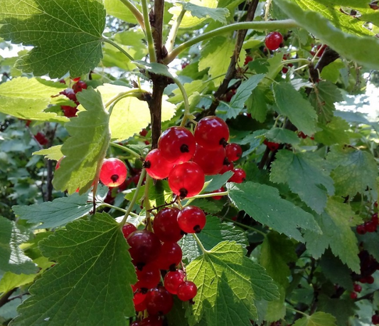 Groseille rouge - Lac Rouge (Ribes rubrum 'Red Lake')