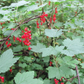 Red Currant - Red Lake (Ribes rubrum 'Red Lake')