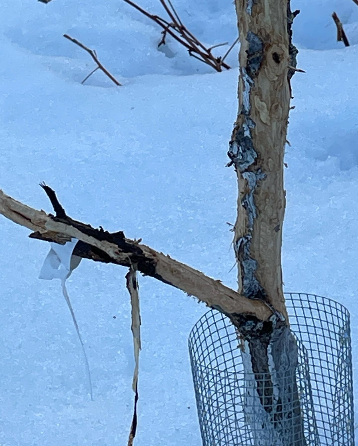 rabbits eat tree bark over the winter, and they enjoy apple more than the native trees, image 1 of 3