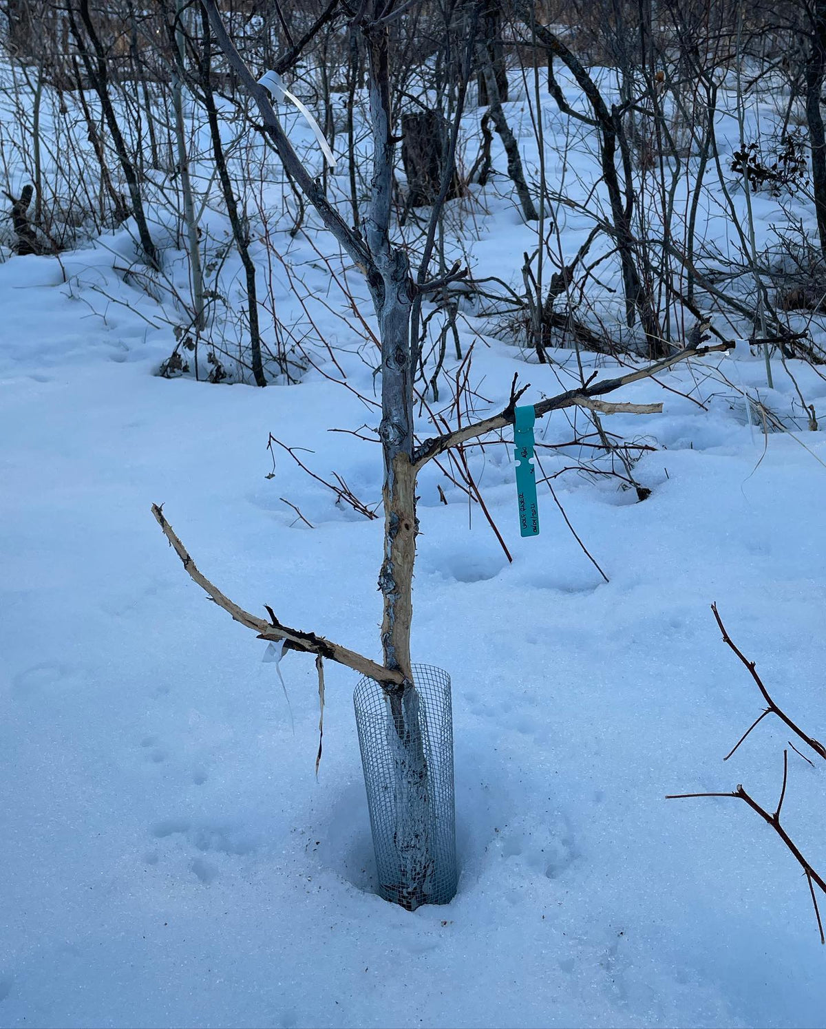 rabbits eat tree bark over the winter, and they enjoy apple more than the native trees, image 2 of 3