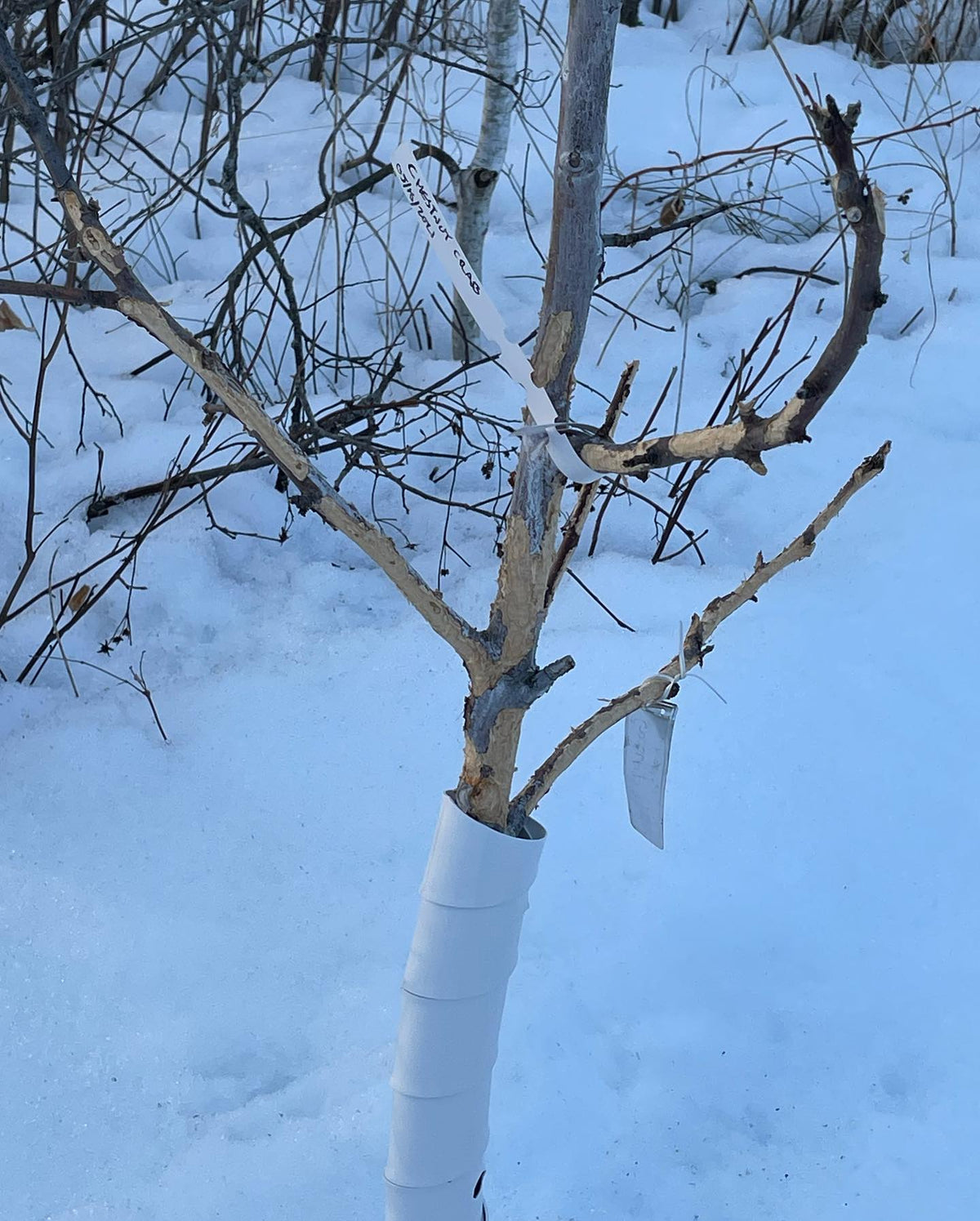 rabbits eat tree bark over the winter, and they enjoy apple more than the native trees, image 3 of 3