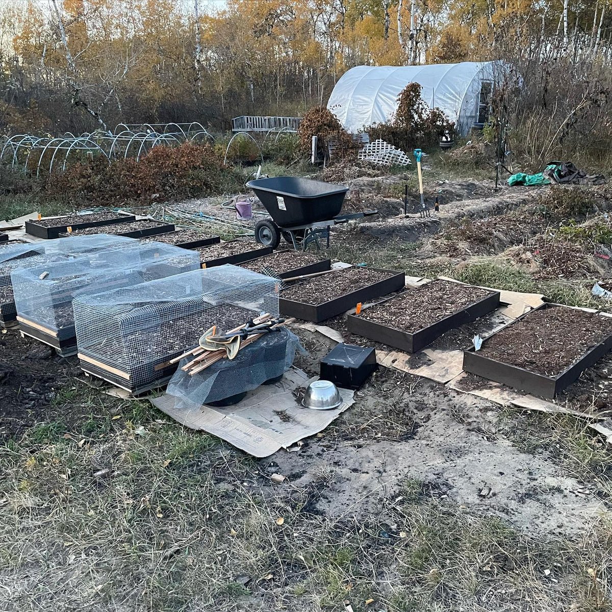 raised beds for tree seeds almost all filled, a few left to screen in the bottom for air pruning, image 1 of 2