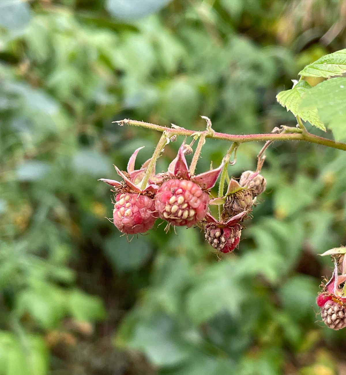 raspberry seeds just hanging out of the sun dried fruit, the heat wave here has been drying out everything