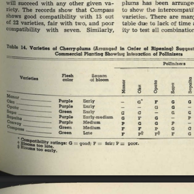 reading 75 year a old bulletin with the best and most up to date info about cherry plum pollinators, image 2 of 4