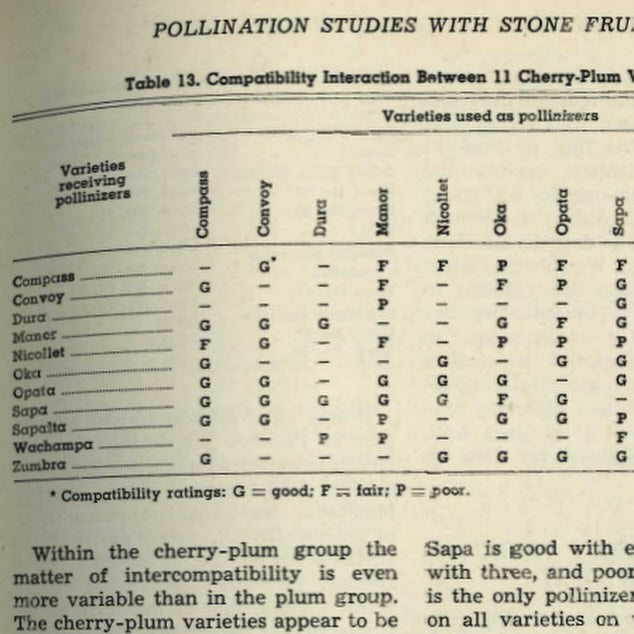 reading 75 year a old bulletin with the best and most up to date info about cherry plum pollinators, image 3 of 4