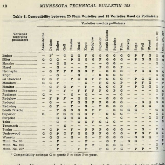 reading 75 year a old bulletin with the best and most up to date info about cherry plum pollinators, image 4 of 4