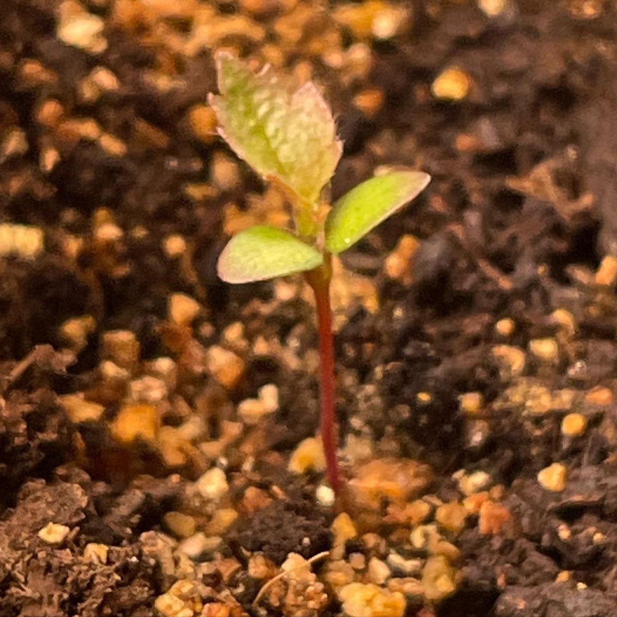 red birch at 15 days #redbirch #growingtrees, image 1 of 2