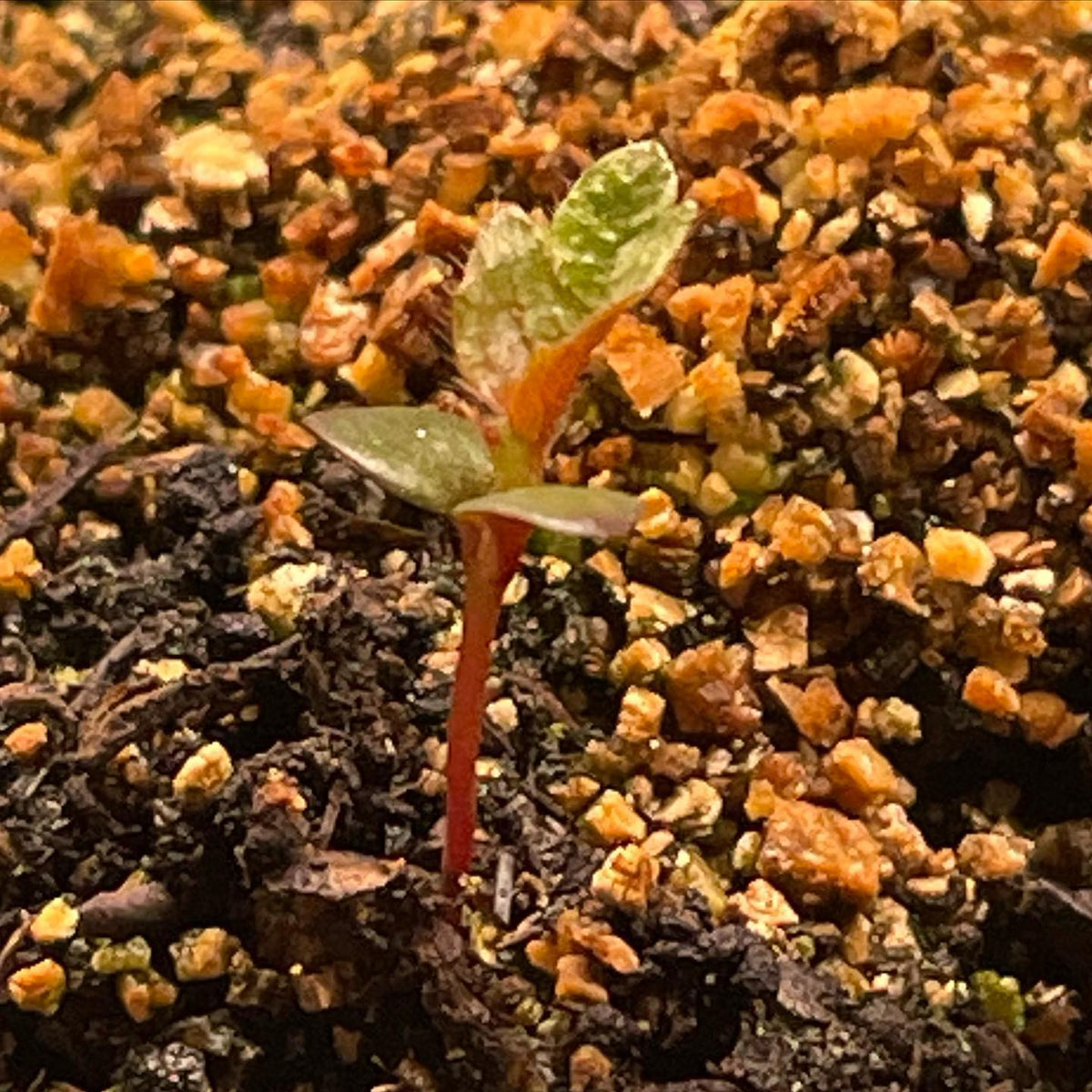 red birch at 15 days #redbirch #growingtrees, image 2 of 2