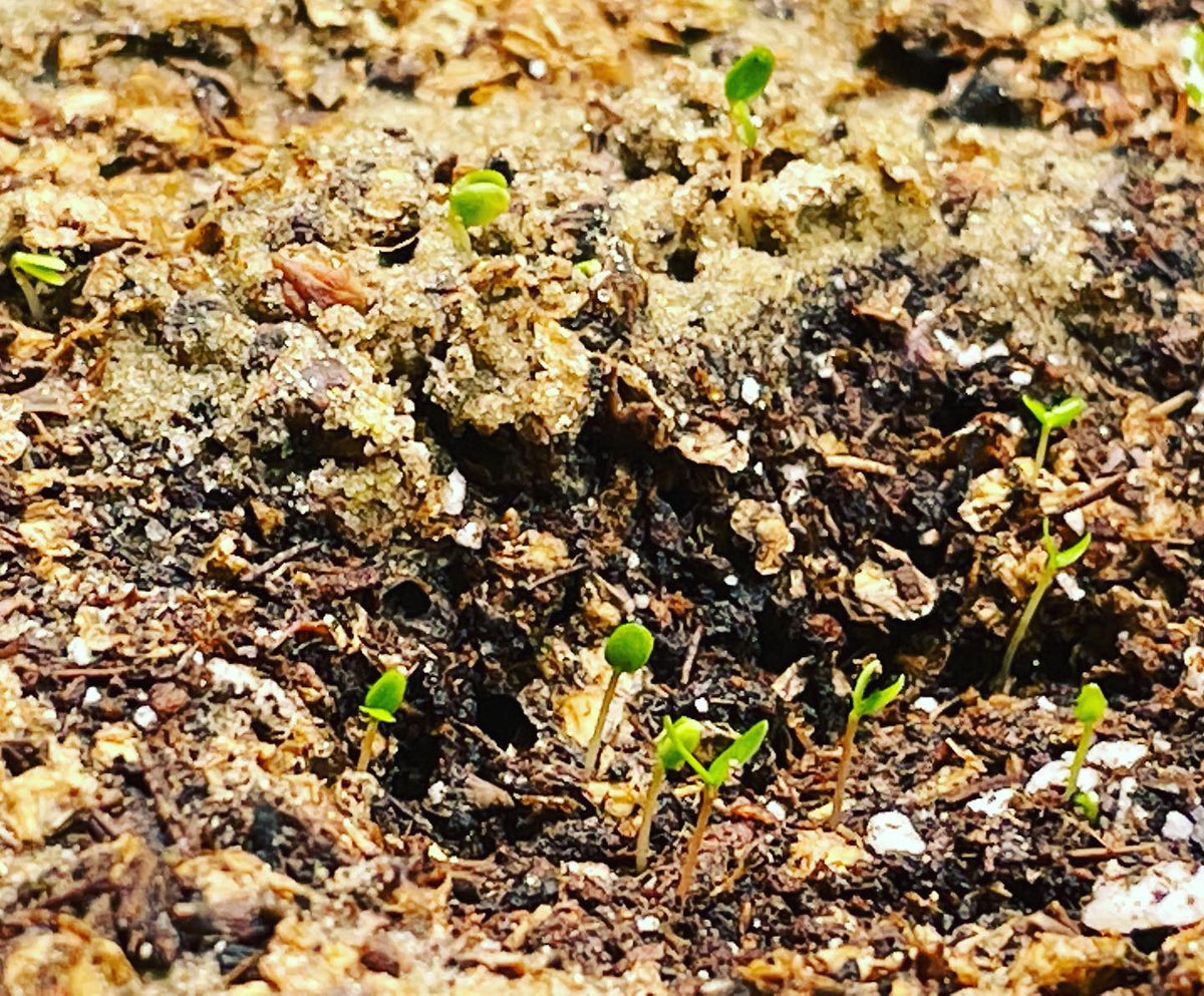 red birch, paper birch seeds germinating under lights, image 1 of 2
