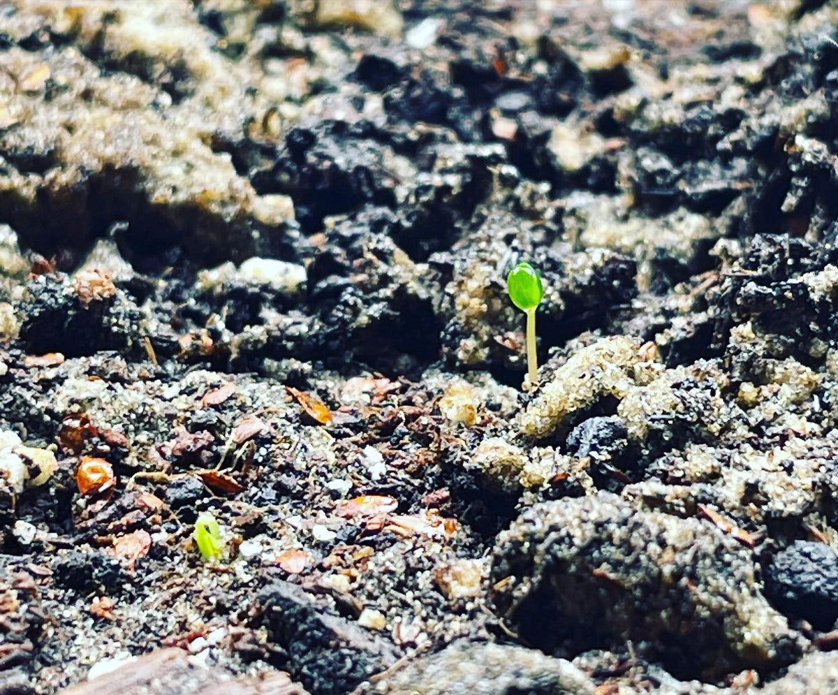 red birch, paper birch seeds germinating under lights, image 2 of 2