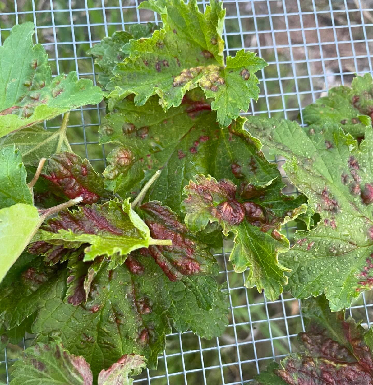 red currant aphids or currant blister aphids make these galls, I removed the leaves as a precaution but otherwise