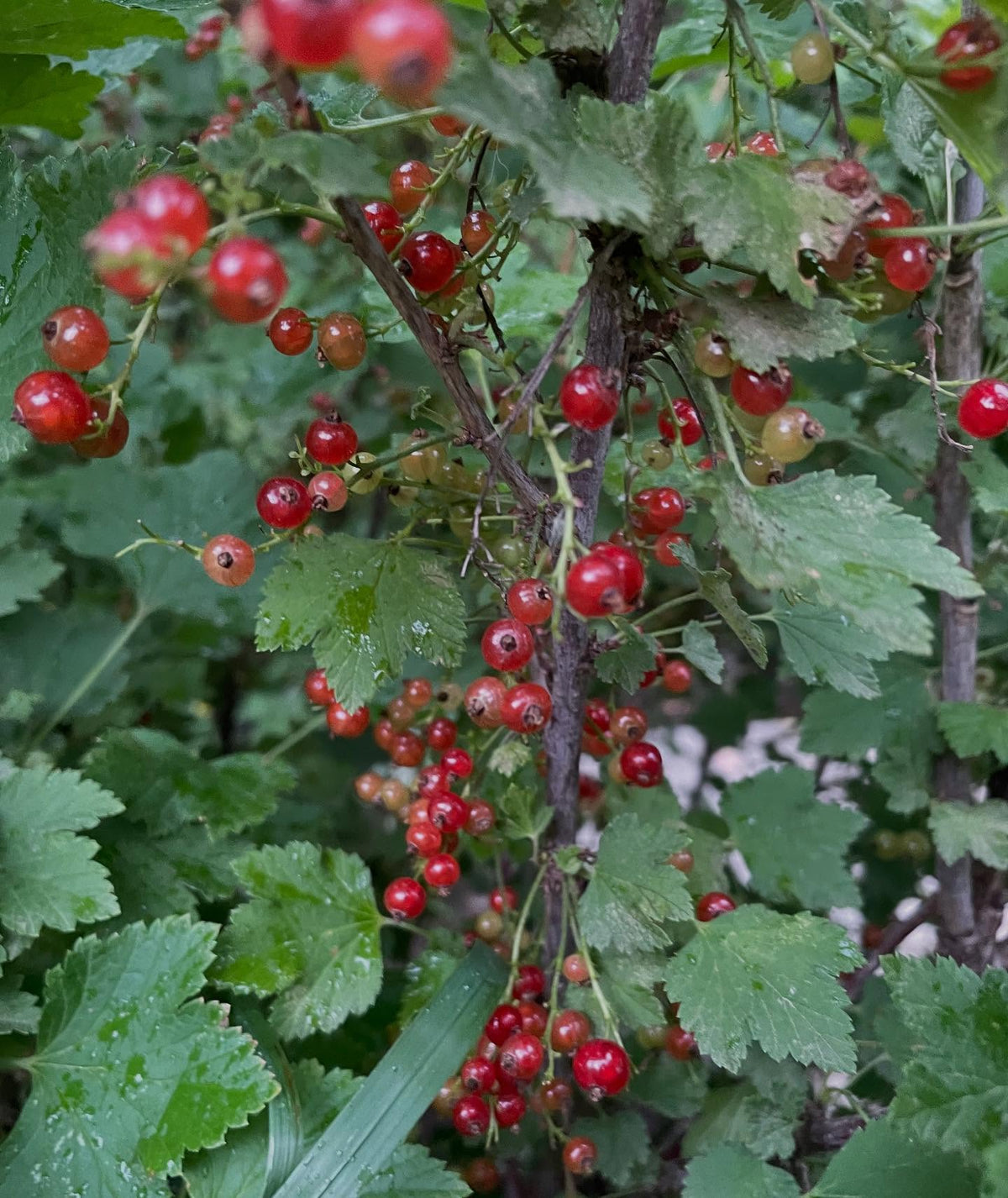 red currant, Ribes rubrum, image 1 of 2