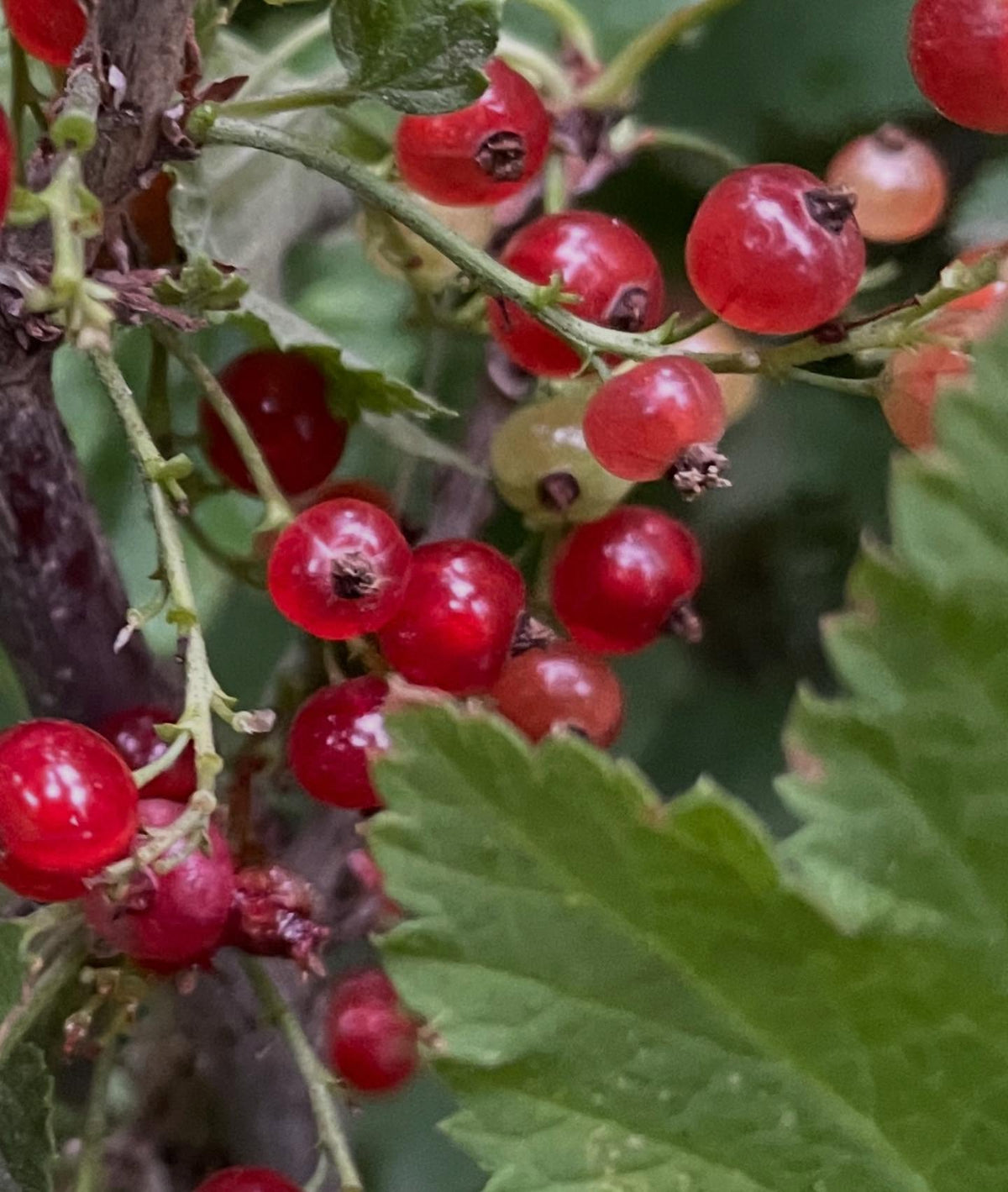red currant, Ribes rubrum, image 2 of 2
