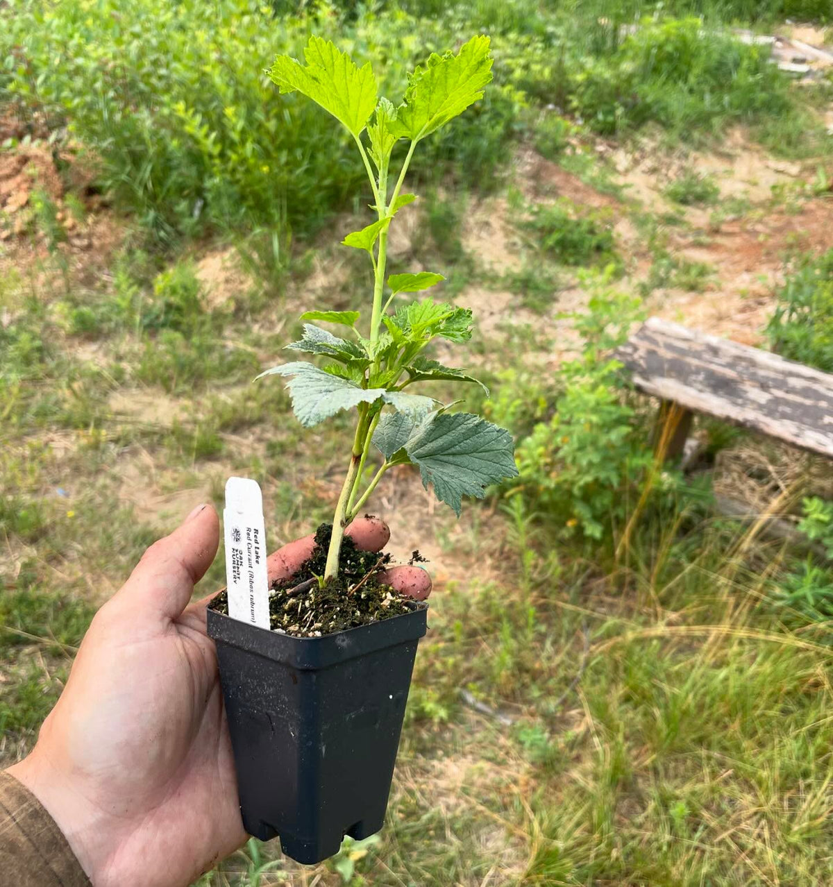 red currant taking off after potting up, image 1 of 2